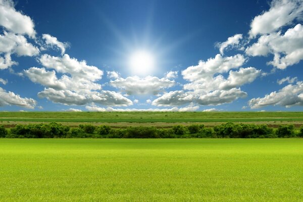 Rural summer landscape of grass in the hayfield