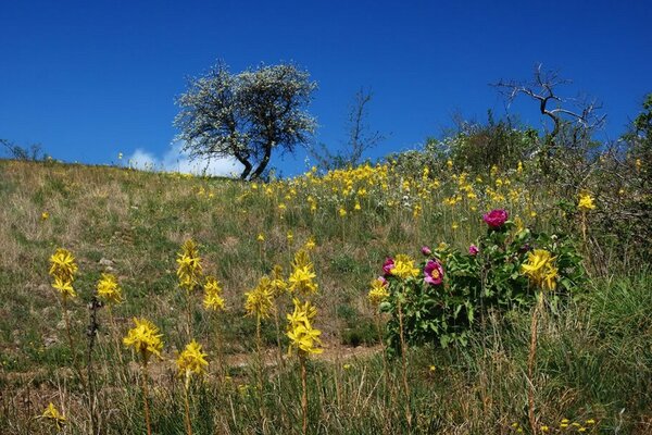 A glade of flowers on a blue sky background