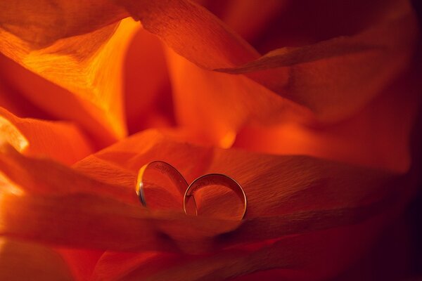 Two wedding rings, like two petals of the same flower