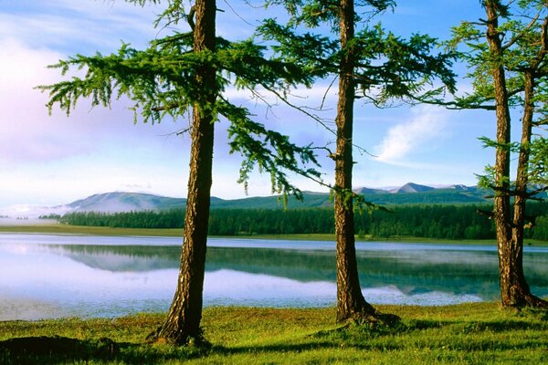 Three trees near the lake