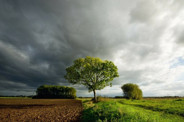 Un árbol solitario en el borde de un campo