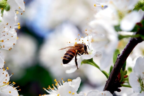 एक कार्यकर्ता मधुमक्खी के साथ वसंत फूल