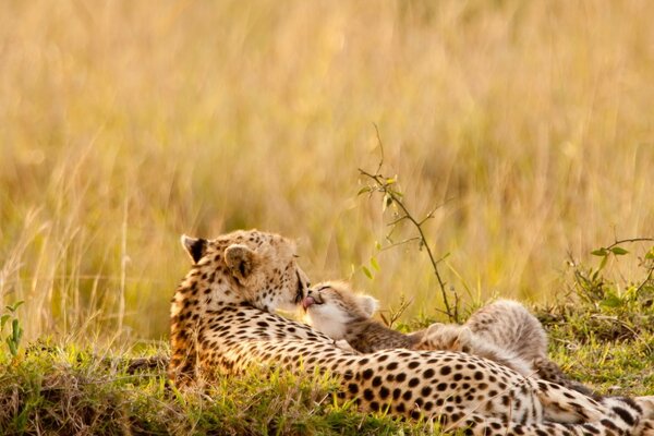 Léopard avec son chaton dans la nature