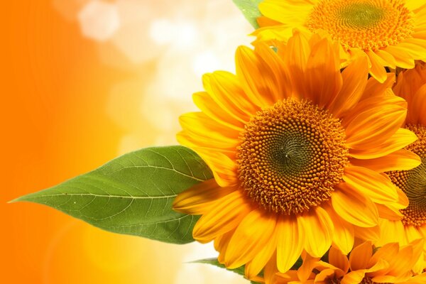 Bright sunflower flower. Flora