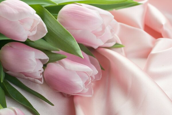 Delicate pink tulips on silk