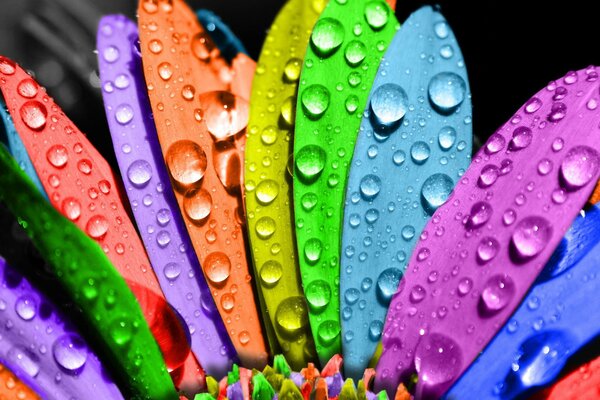 Macro fotografía de una gota de agua en las flores