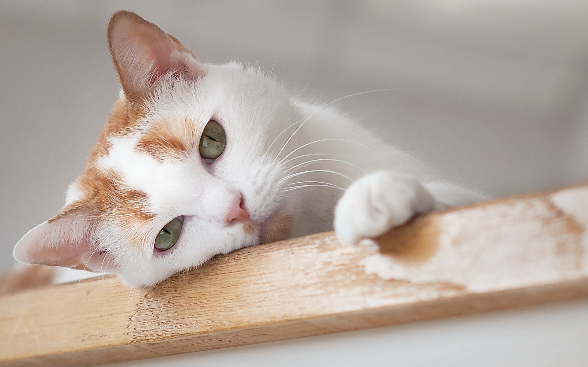 katze katze niedlich porträt säugetier tier auge kätzchen ein fell haustier