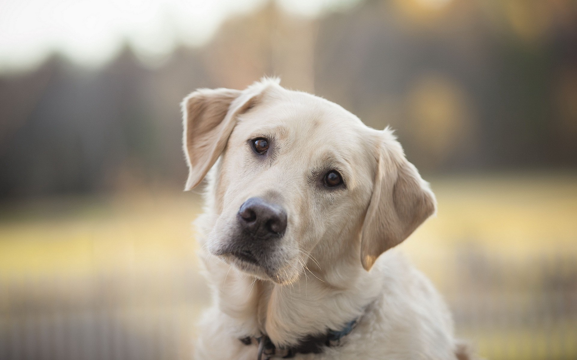 chien chien animal de compagnie mignon cynologue portrait animal retriever chiot mammifère herbe