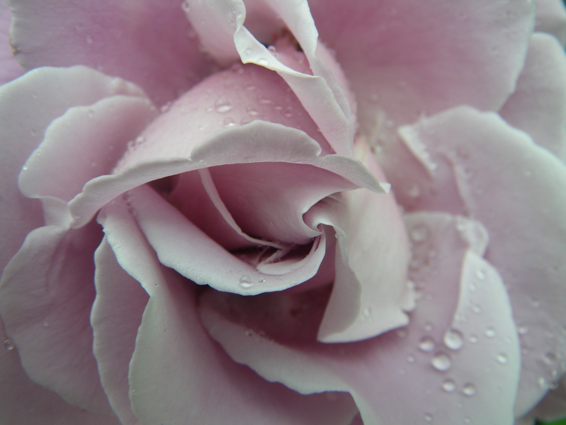 розы цветок любовь свадьба романтика любовь нежный блюминг лепесток природа цветочные юбилей пастель подарок росы воды