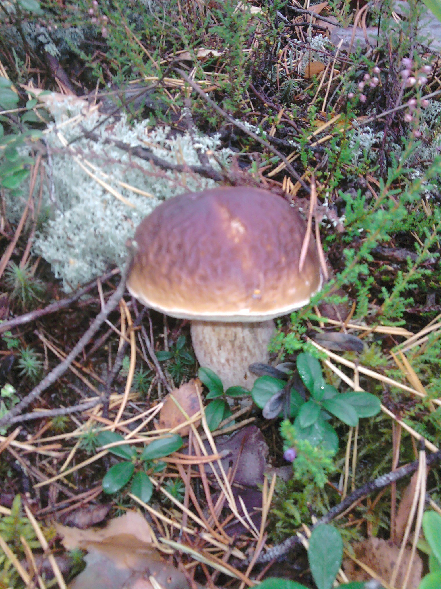 personal photo fungus mushroom nature boletus wood food edible fall wild grass flora toadstool outdoors moss season cap poison toxic