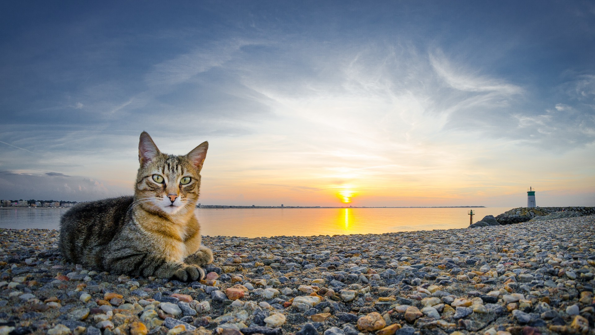 gatos playa agua puesta del sol sol mar al aire libre cielo naturaleza océano amanecer mar