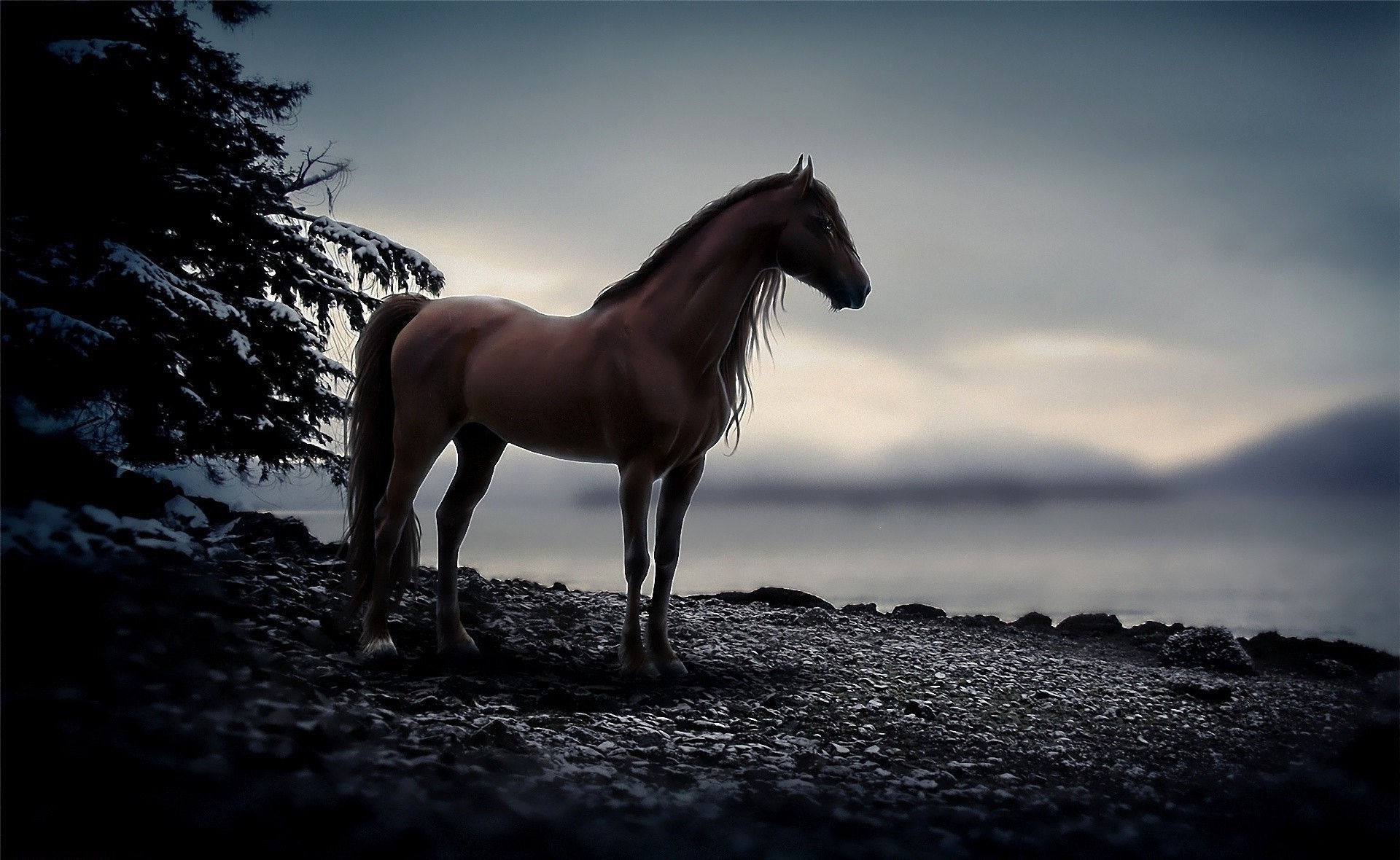 cavallo mare monocromatico cavalleria cavallo tramonto mustang animale stallone spiaggia natura mammifero cielo ritratto allevamento di cavalli