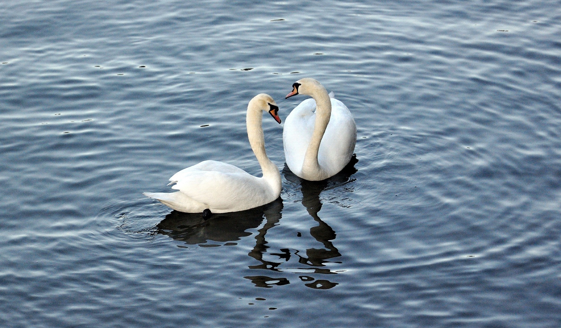 animaux oiseau eau cygne lac nature natation sauvagine piscine faune en plein air plume oiseaux canard bec