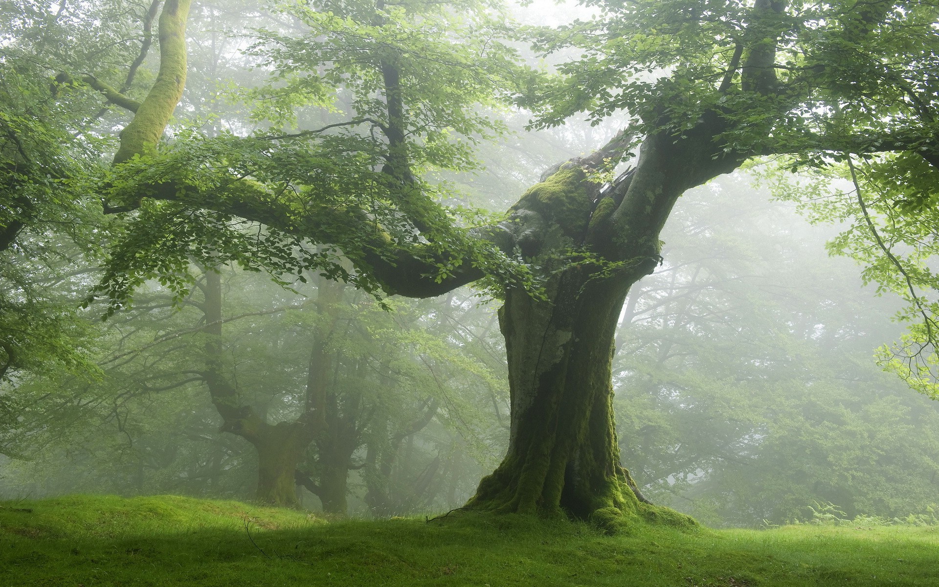 trees wood landscape tree moss nature leaf park mist environment water fog scenic outdoors lush fall summer beech dawn daylight