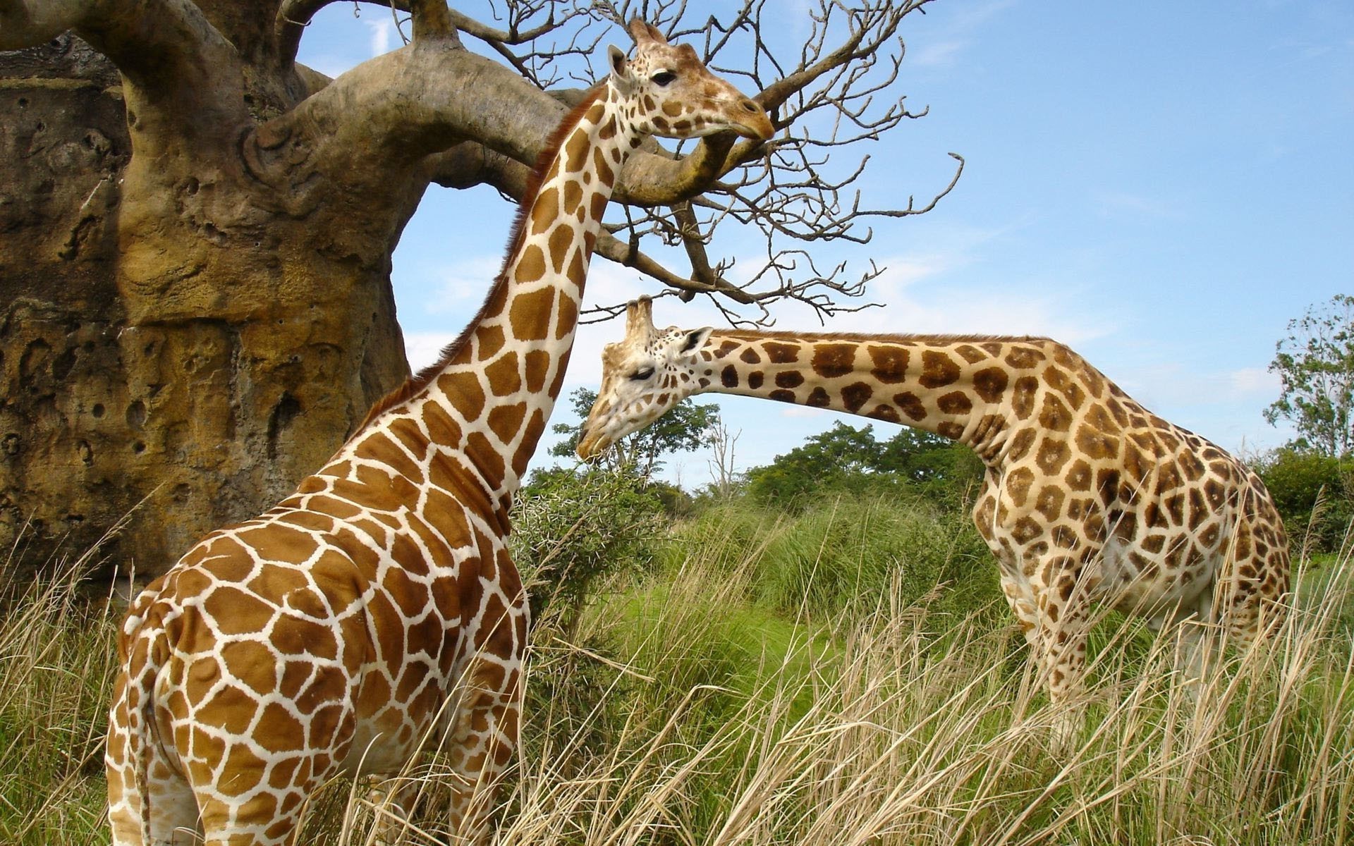 giraffes giraffe wildlife nature wild mammal safari animal grass park big outdoors tall savanna neck