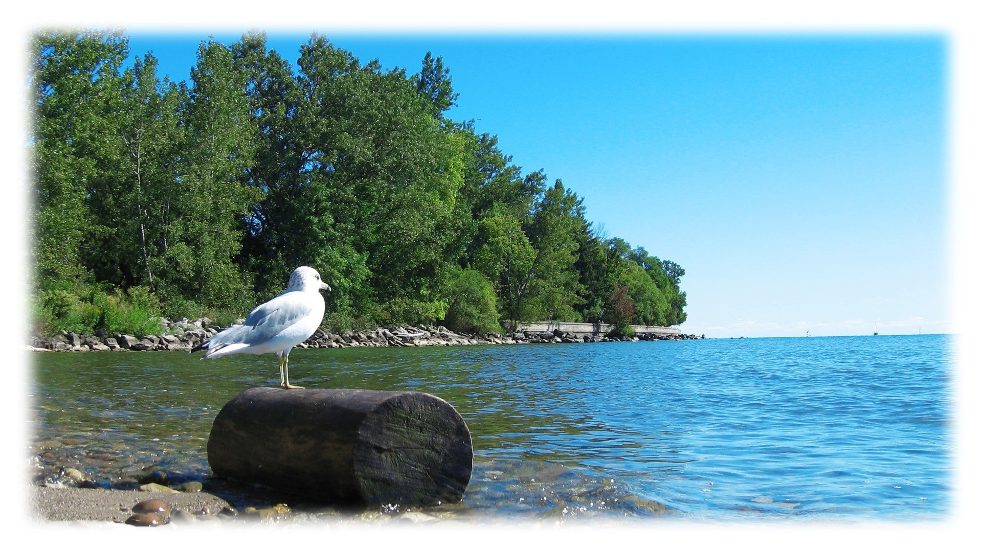 créativité eau nature lac été voyage belle ciel rivière arbre à l extérieur mer paysage réflexion oiseau