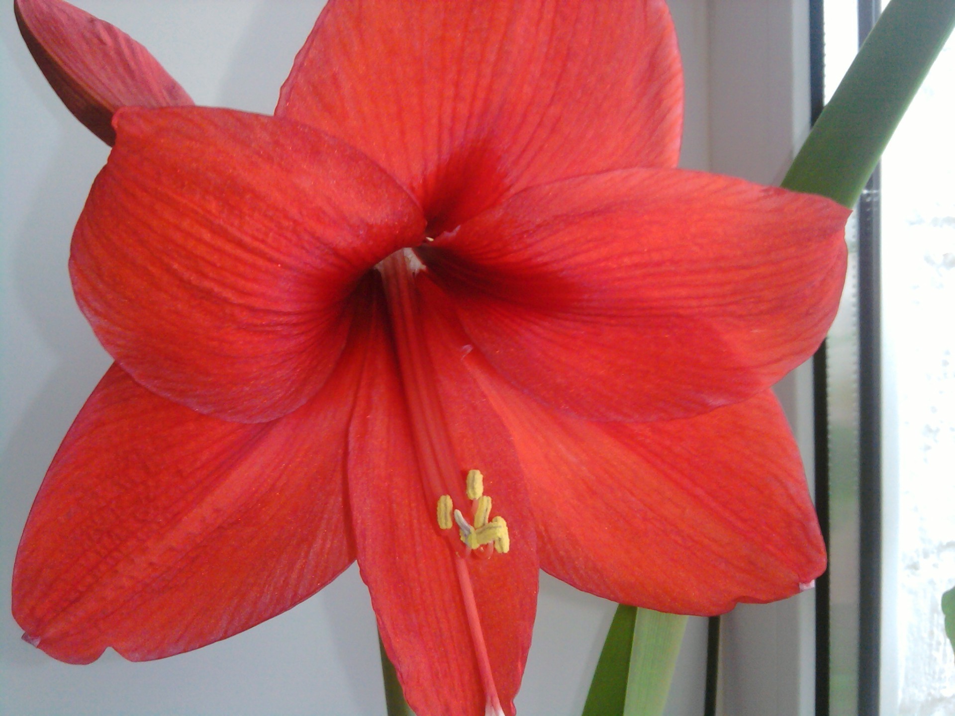 花 花 自然 植物 百合 明亮 颜色 叶 花 花园 夏天