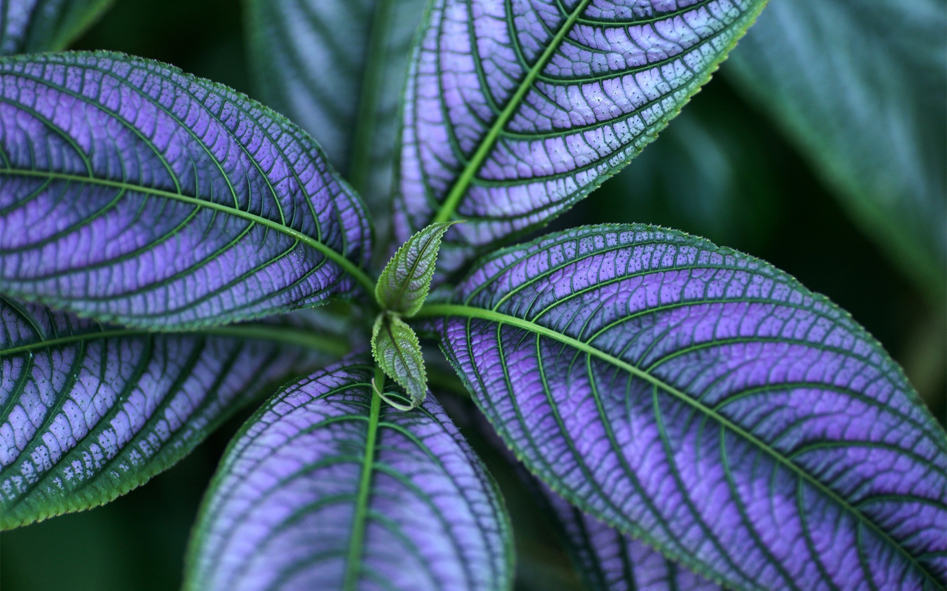 gros plan feuille nature flore été gros plan jardin croissance à l extérieur couleur lumineux bureau