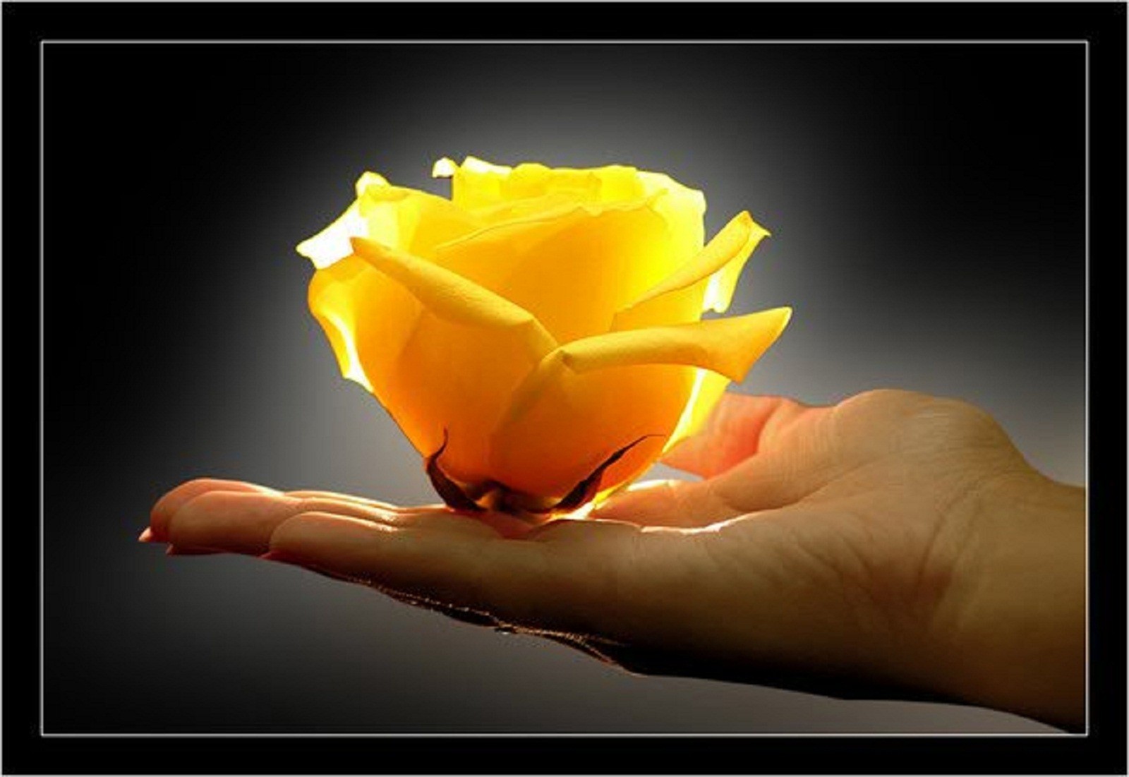розы цветок природа любовь руки свадьба флора цвет красивые рабочего стола цветочные лист аннотация свет лепесток лето романтический крупным планом