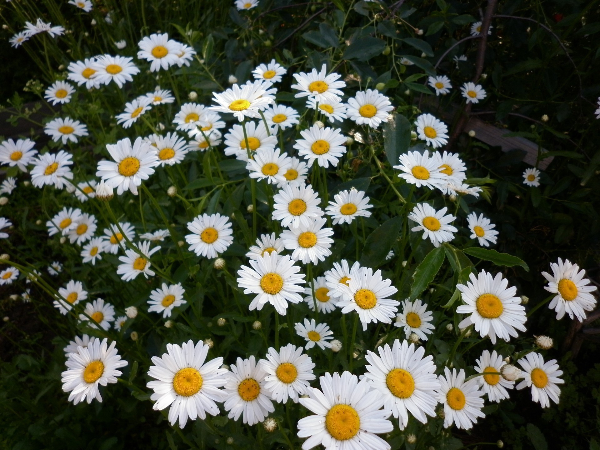 花 花 自然 植物 夏天 花园 干草 田野 雏菊 生长 明亮 叶 盛开 花瓣 花 季节 草 颜色 好天气 户外