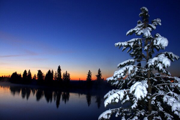 Christmas tree covered with snow on the background of the lake