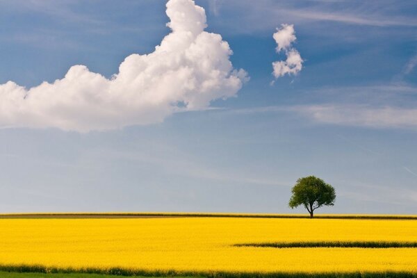 A lonely tree in a wheat field