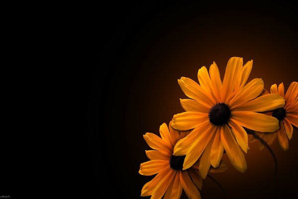 Large daisies under subdued light on a dark background