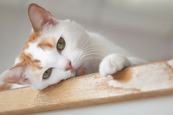 Cute white cat with red spots lay down to rest