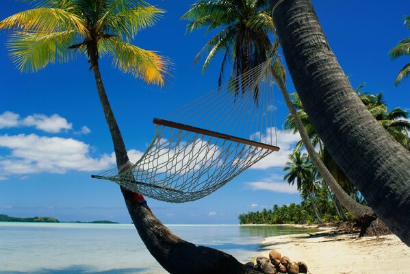 Hammock between palm trees by the azure sea