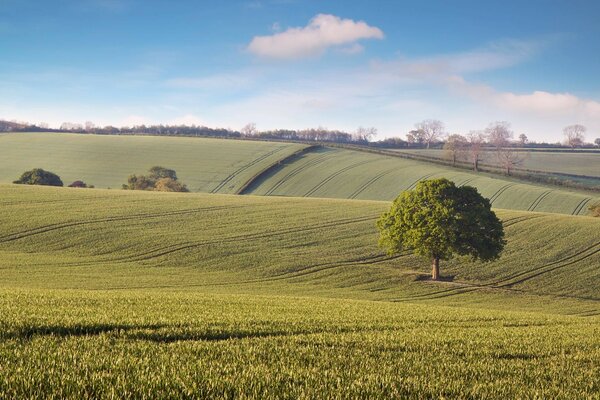 Alberi a forma di palla su campi verdi