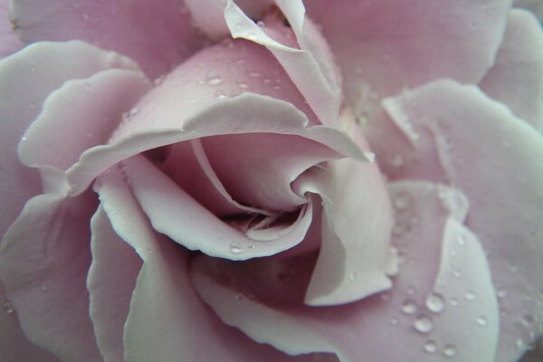 Dew on a soft pink rose