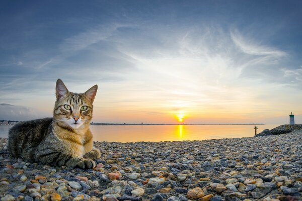 Schöne Katze am Meer