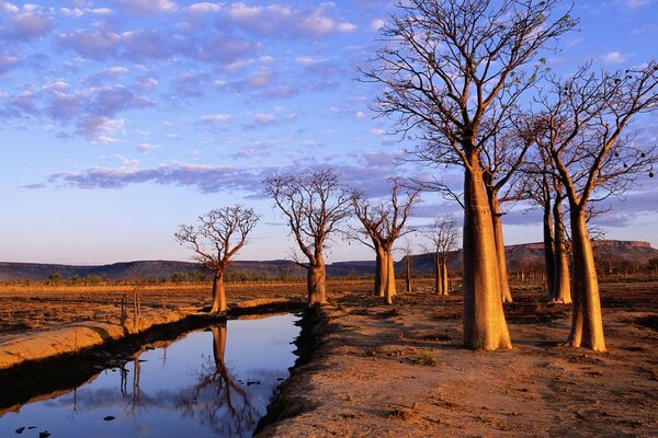 Baobabs mit gefallenen Blättern