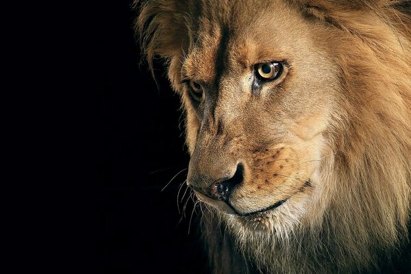 Der Blick des Löwen zum König der Tiere