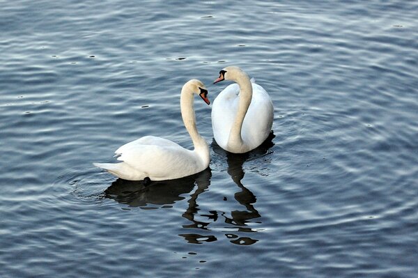 Cisnes brancos nadam no lago