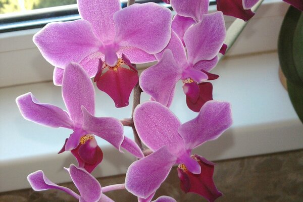 Phalaenopsis wilde Orchidee, lila Farbe