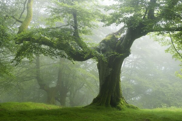 Le puissant arbre séculaire a largement étendu ses branches