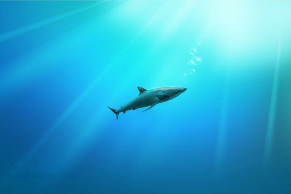 Shark swims in blue water