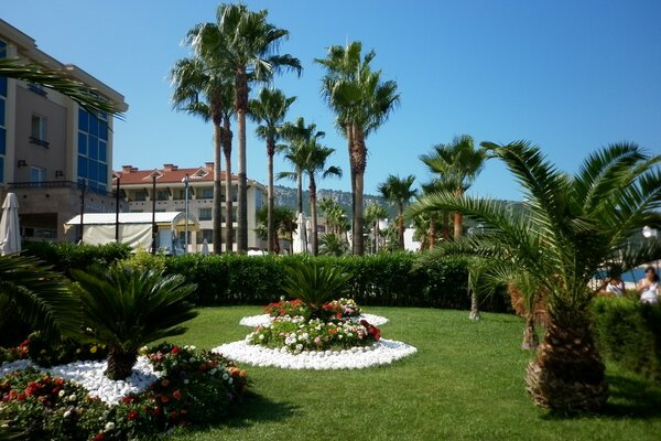 Palme di lusso sull oceano