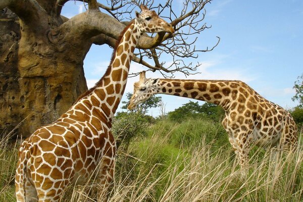 Due giraffe che strappano le foglie degli alberi