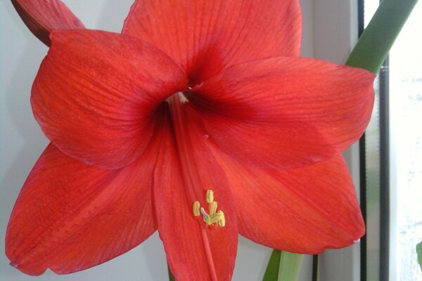 Large red indoor flower