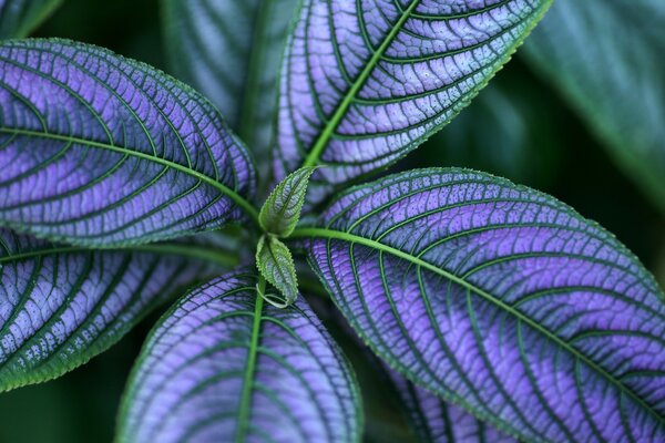 Planta con hojas moradas