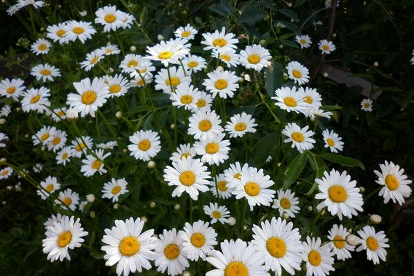 Defenseless daisies in a dark forest