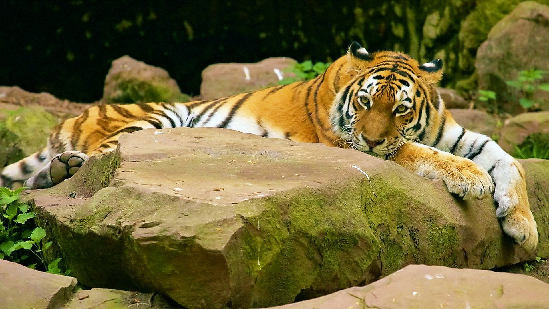 tigres tigre faune chat mammifère nature animal prédateur zoo sauvage grand jungle safari chasseur danger