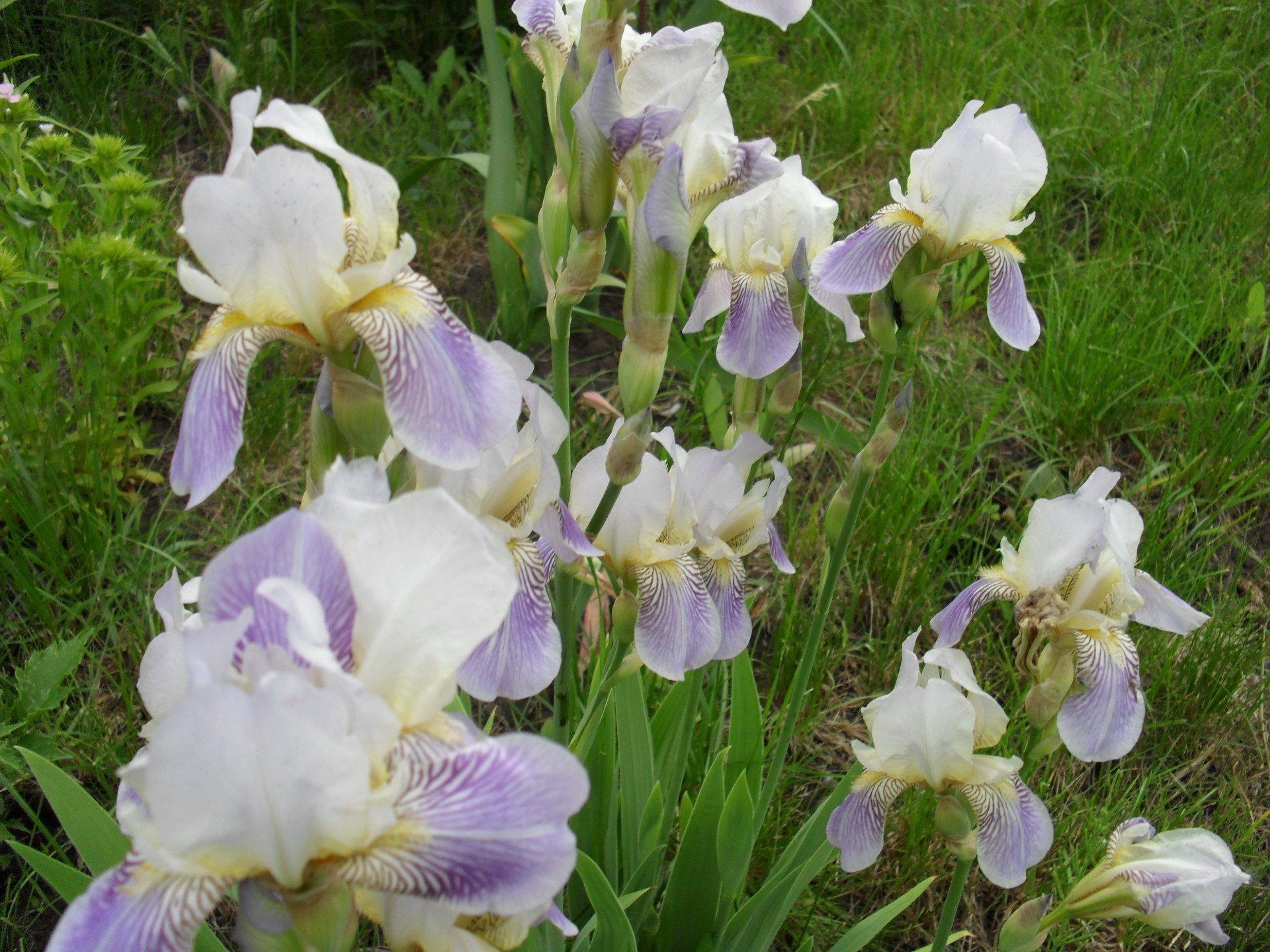 çiçekler çiçek doğa flora bahçe çiçek açan çiçek yaz taçyaprağı çimen yaprak renk saman açık havada sezon yakın çekim büyüme parlak park violet