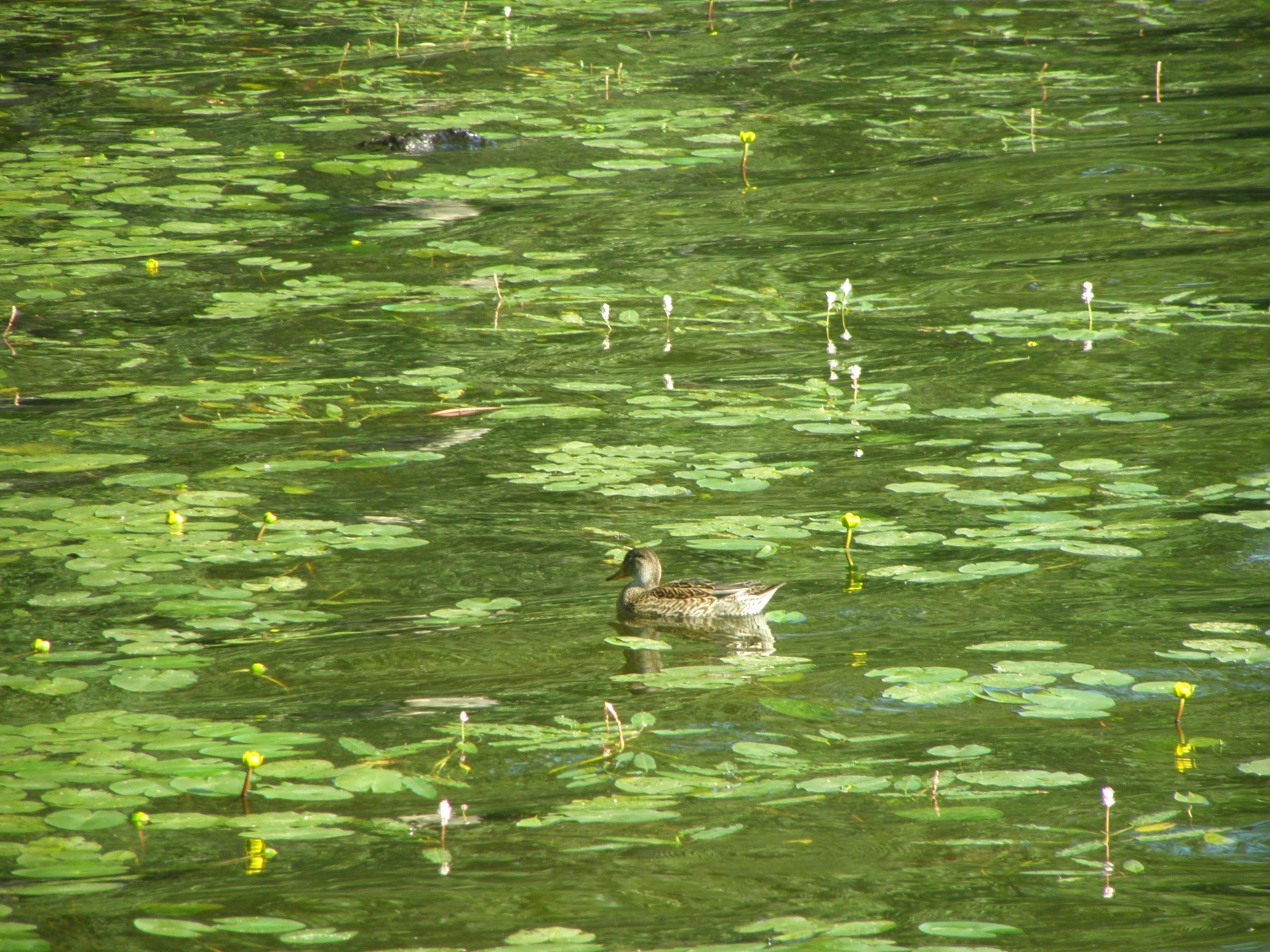 rivers ponds and streams water pool lake nature reflection river outdoors bird duck summer park leaf composure grass