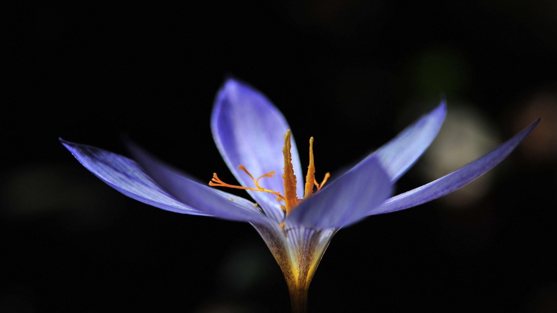 fleurs fleur nature feuille flou flore délicat crocus à l extérieur pétale couleur été jardin croissance lumineux lumière belle