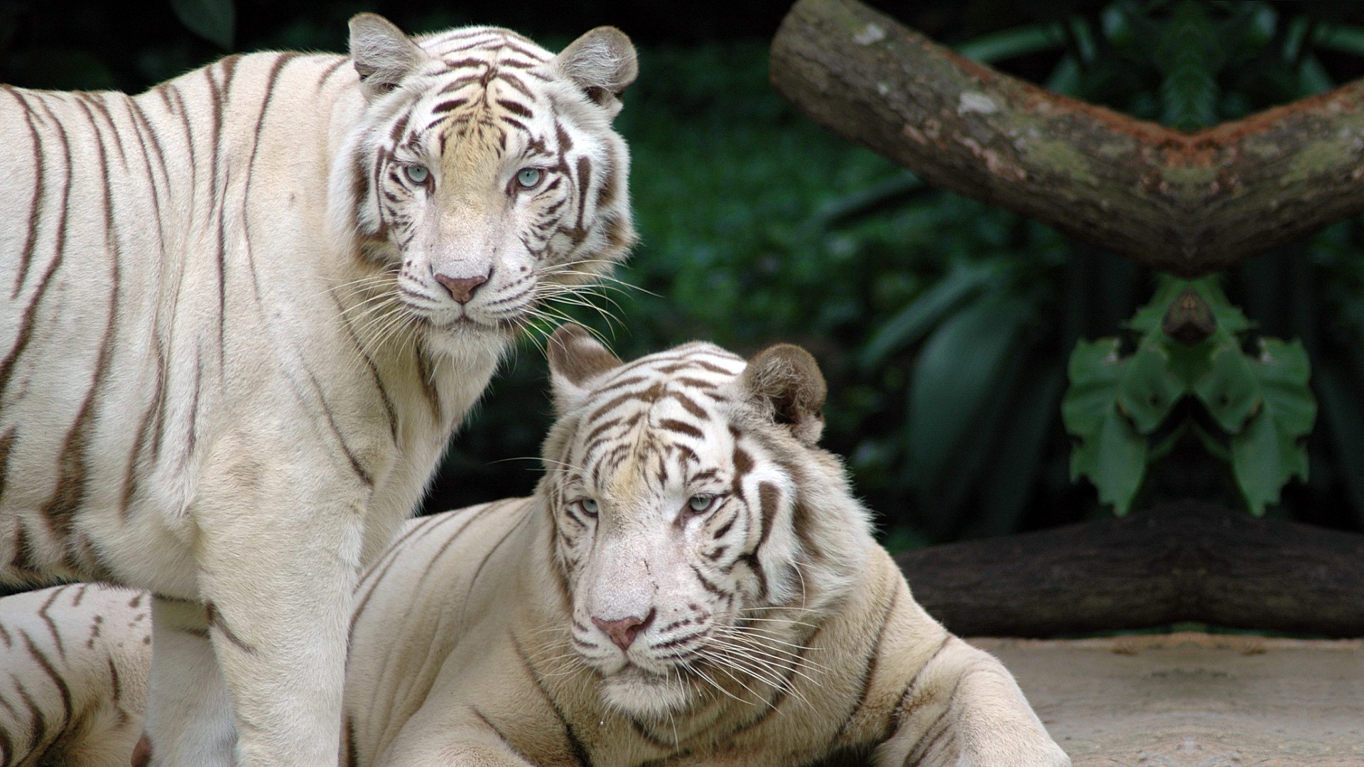 tygrysy dzika przyroda tygrys zoo ssak kot zwierzę niebezpieczeństwo dżungla głowa drapieżnik portret myśliwy dziki agresja mięsożerca duży futro safari oko pasek