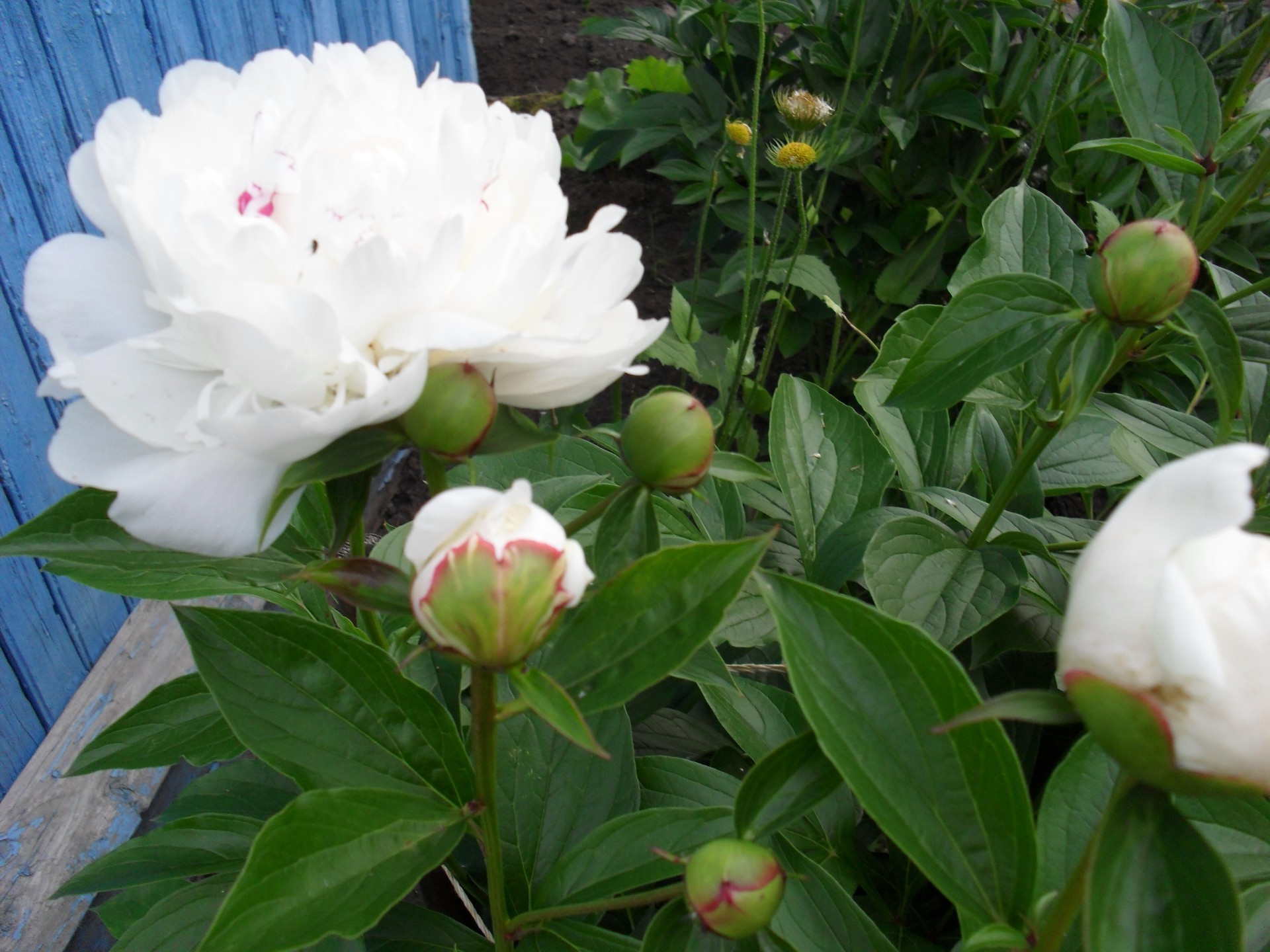 flowers flower leaf nature garden flora rose summer blooming petal floral