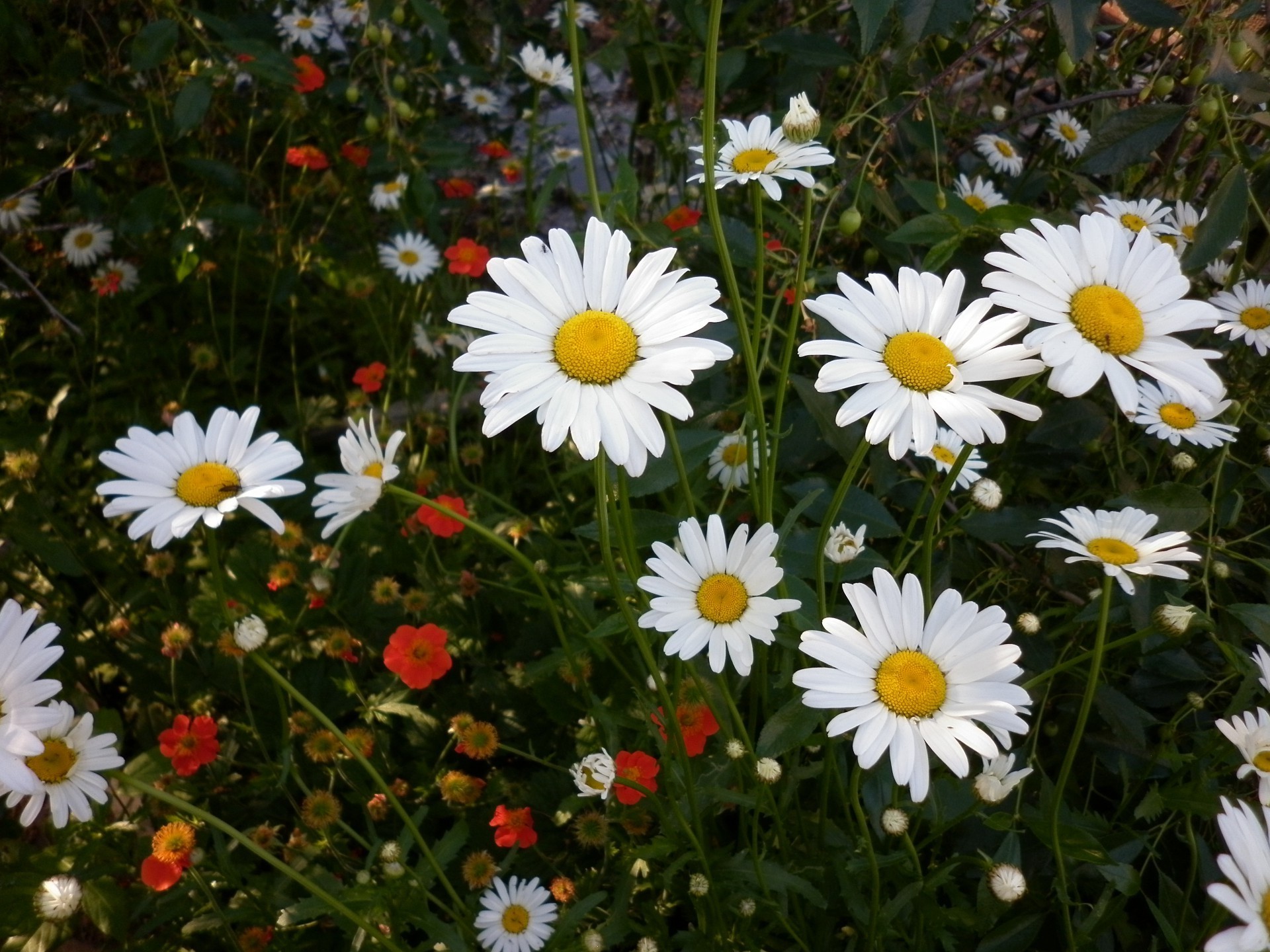 marguerites fleur été nature jardin flore foin champ bluming floral couleur herbe pétale belle lumineux feuille saison soleil à l extérieur